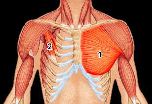 anatomie-pectoraux